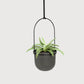 TRIFLORA 5 HANGING PLANTER